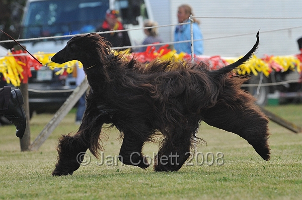 DOG_6462.JPG
