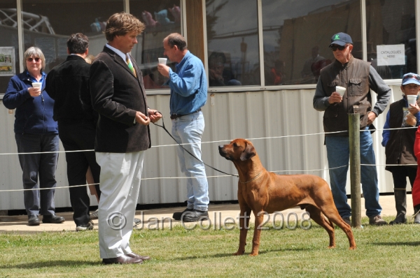 DOG_6508.JPG