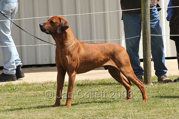 DOG_6511.JPG