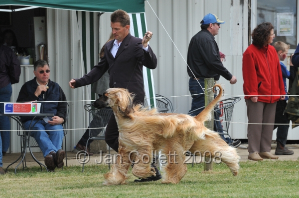 DOG_6538.JPG