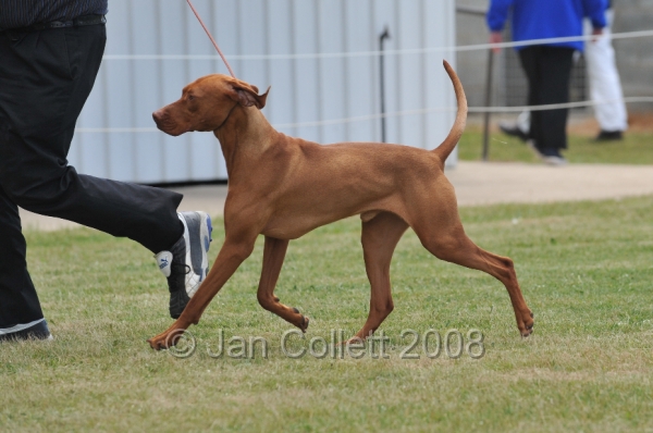 DOG_6729.JPG
