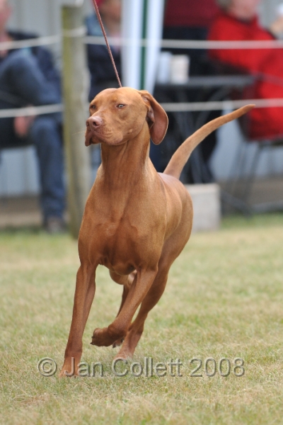 DOG_6732.JPG