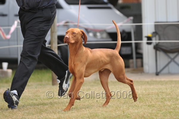 DOG_6752.JPG