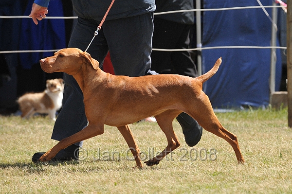 DOG_6811.JPG