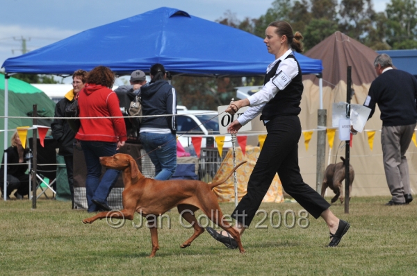DOG_6833.JPG