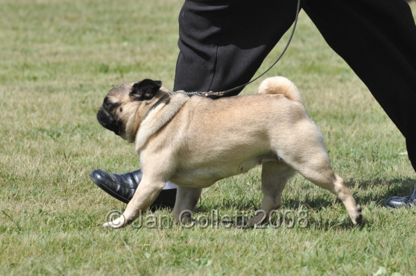DOG_6851.JPG