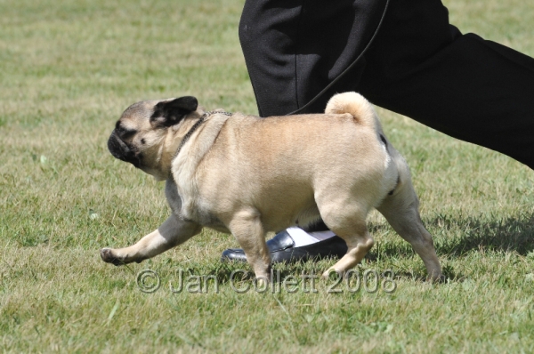DOG_6852.JPG