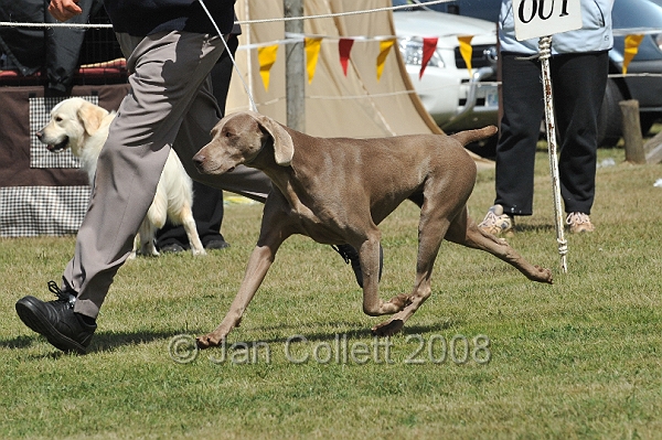 DOG_6934.JPG