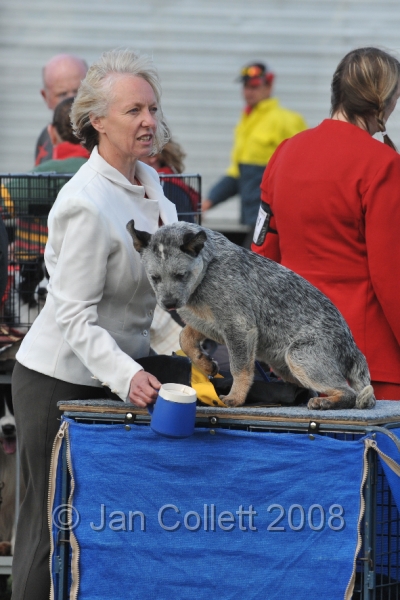 DOG_7145.JPG