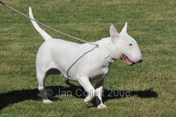 DOG_7464.JPG