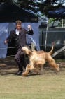 DOG_6209