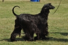 DOG_6250