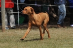 DOG_6381