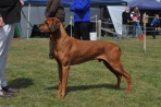 DOG_6416