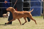 DOG_6811