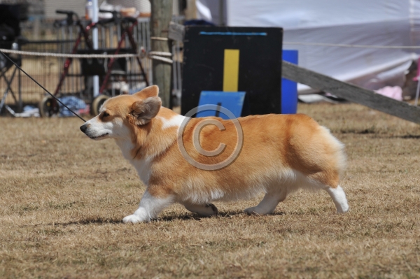 DogShow_20100124_WTKC"