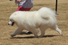 AUS_3902