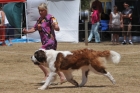 AUS_3993