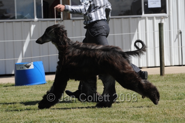 DOG_8209.JPG