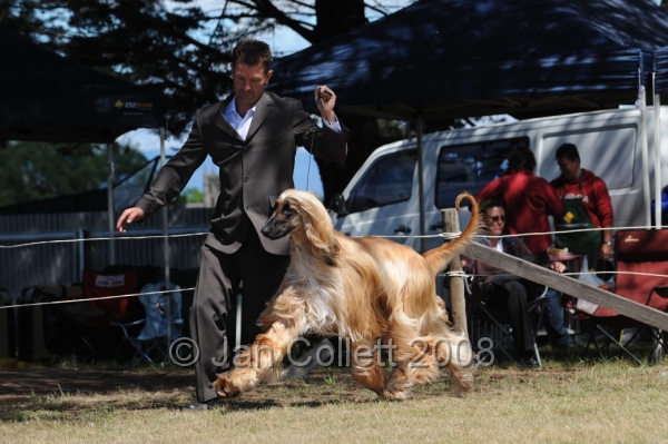 DOG_8229.JPG