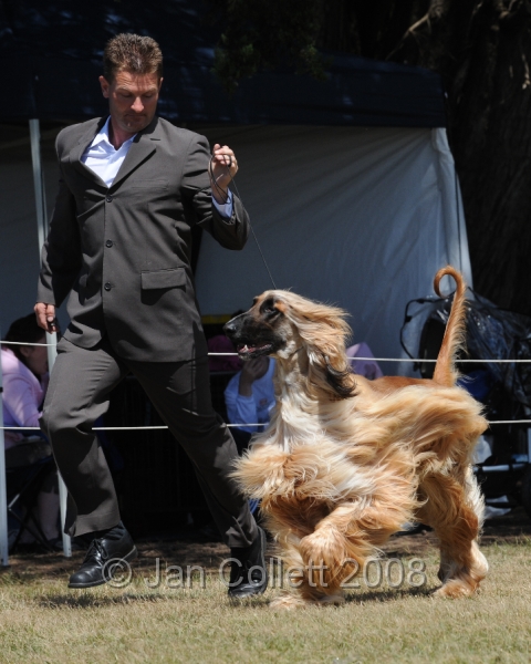 DOG_8231.JPG