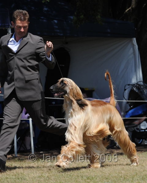 DOG_8232.JPG