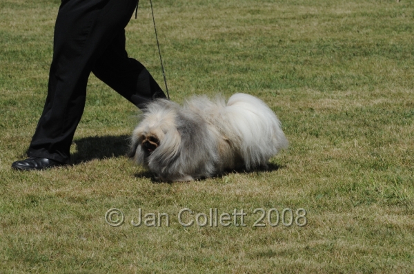 DOG_8266.JPG