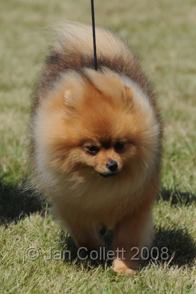 DOG_8272.JPG