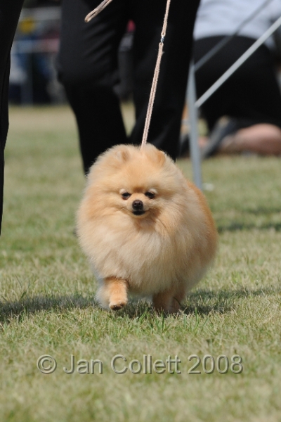 DOG_8286.JPG