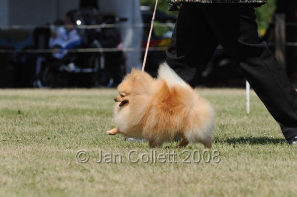 DOG_8295.JPG