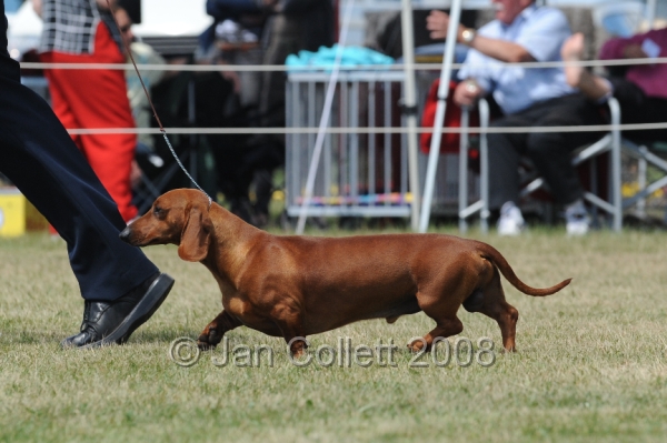 DOG_8347.JPG