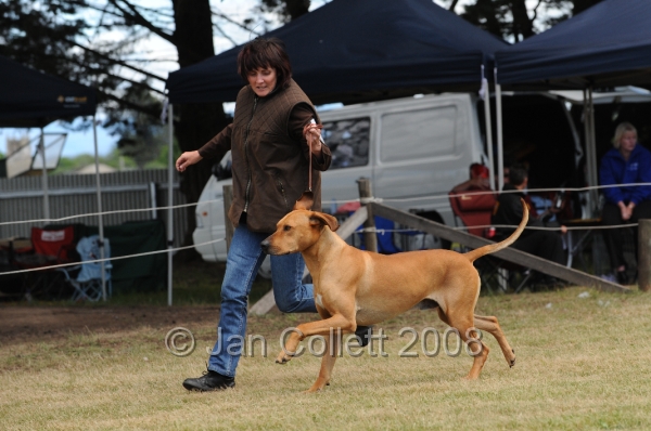 DOG_8365.JPG