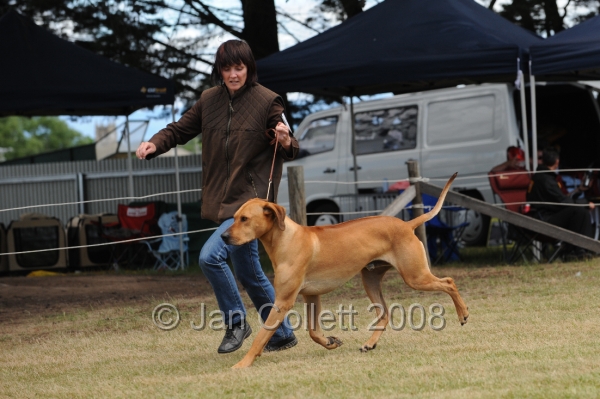 DOG_8366.JPG