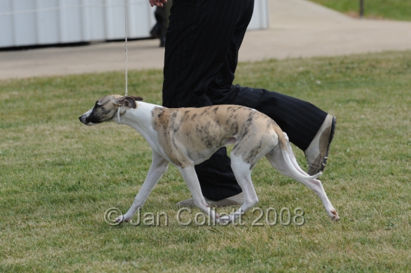 DOG_8376.JPG