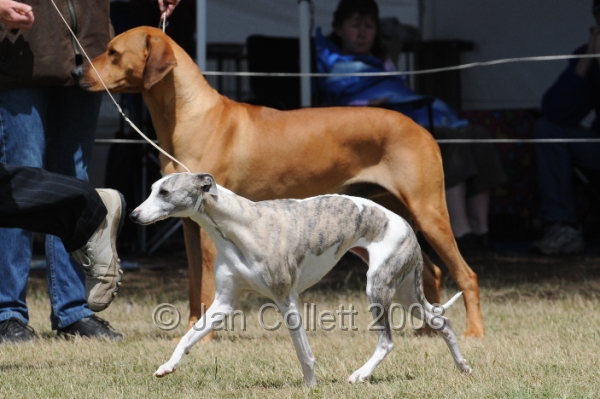 DOG_8462.JPG