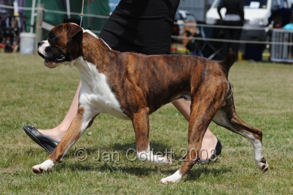 DOG_8506.JPG