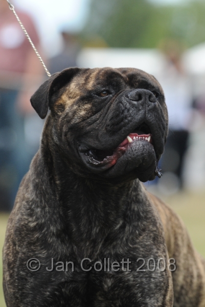 DOG_8547.JPG