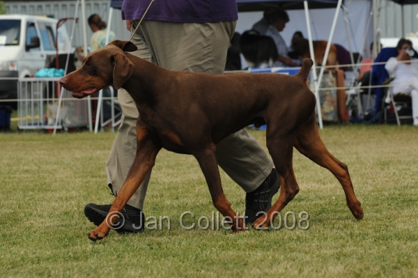 DOG_8565.JPG