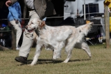 DOG_7787
