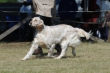 DOG_7800