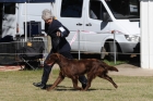 DOG_7830