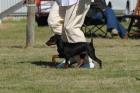DOG_7838