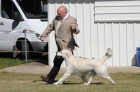 DOG_7843