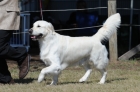 DOG_7848