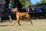 DOG_7879