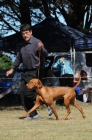 DOG_7907