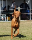 DOG_7911