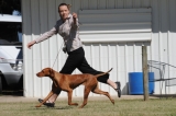 DOG_7936