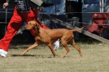 DOG_7963