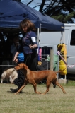 DOG_7967